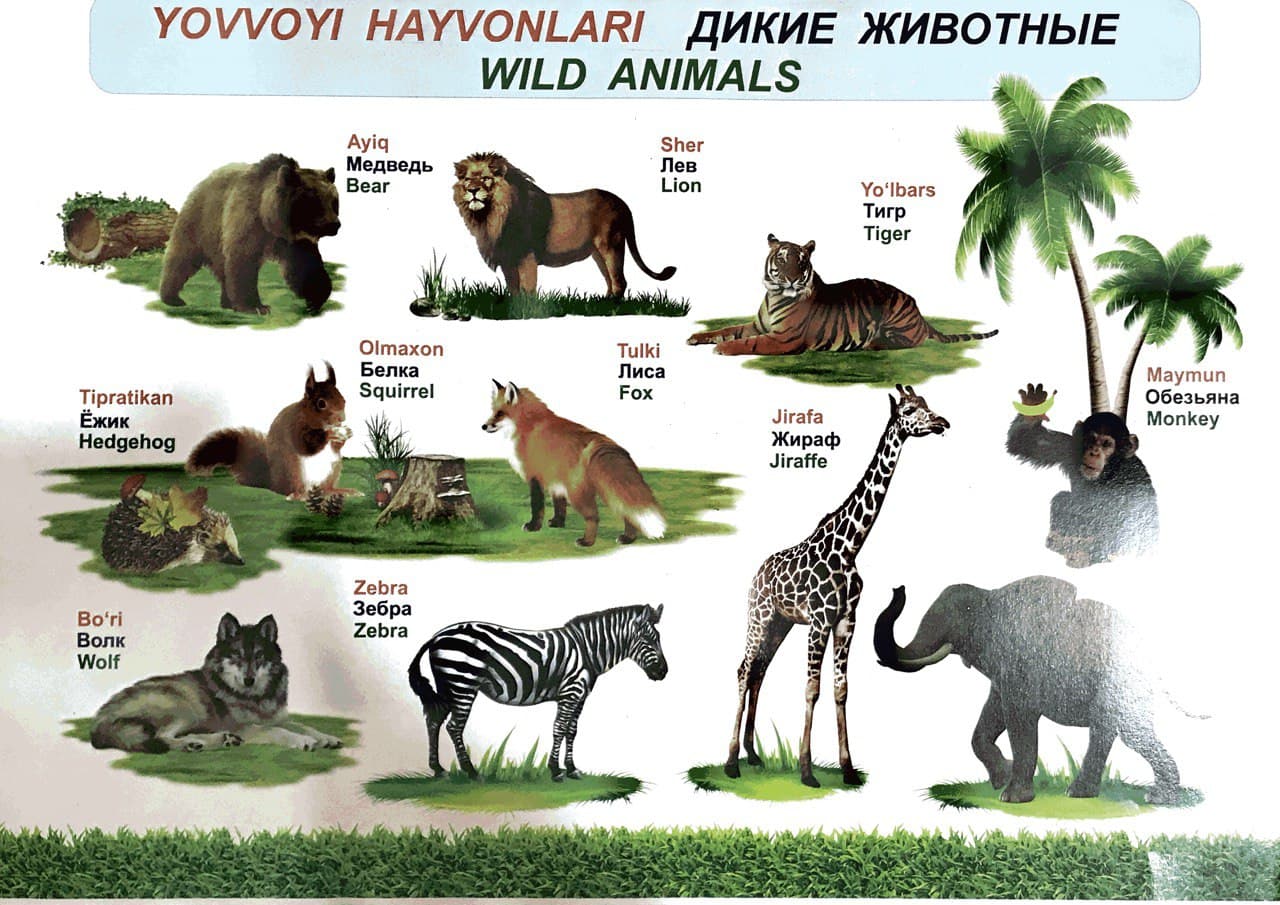 (Plakat) Yovvoyi hayvonlar Дикие животные Wild animals (A1.yumshoq )